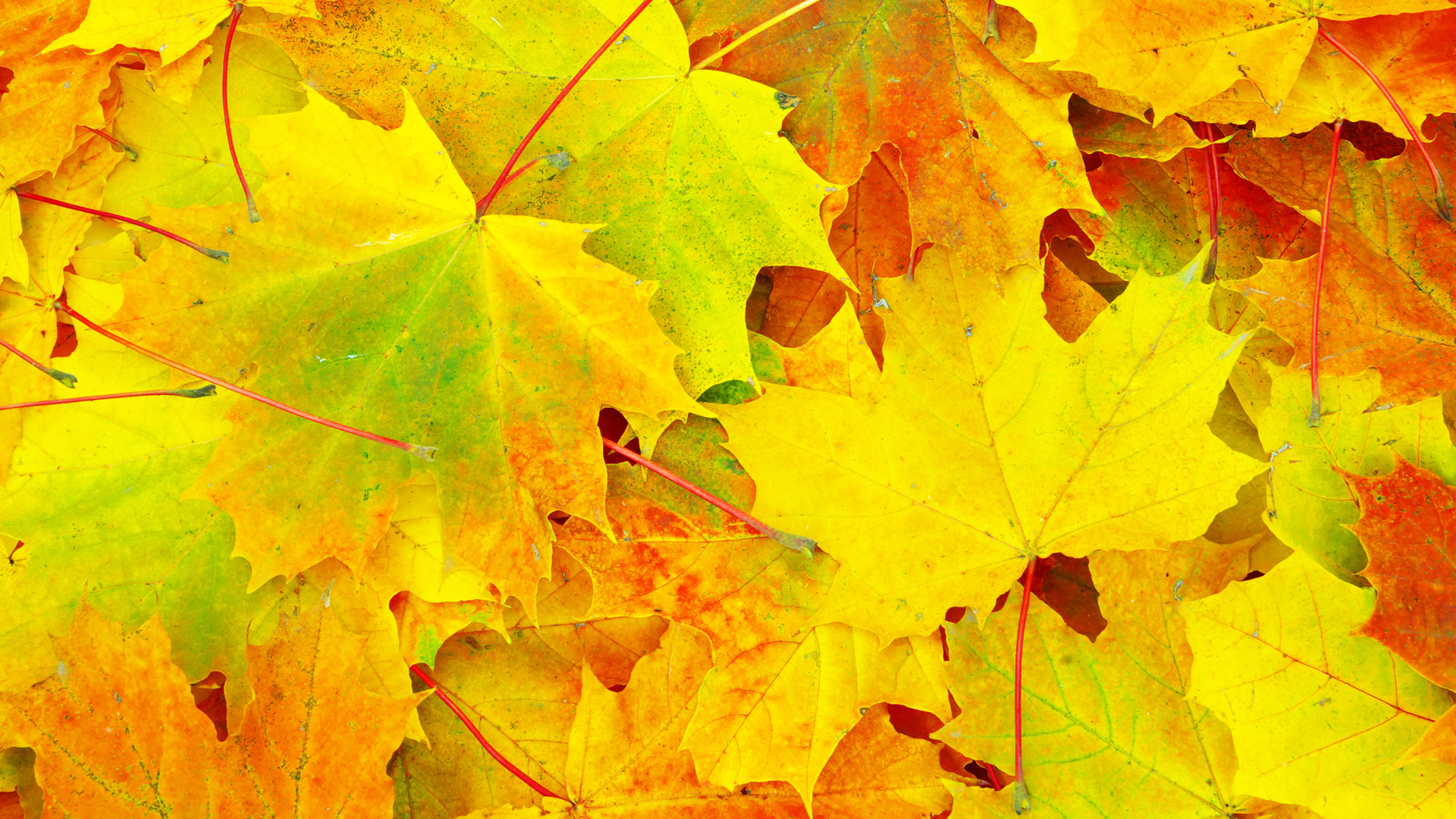 Mp2067340 Leaf Background